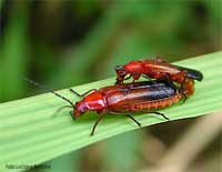 il cantaridae - Rhagonycha fulva