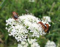 Rhagonycha fulva