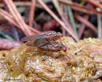 Scathophaga sp. Scathophaga sp.