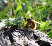 Scathophaga stercoraria Scathophaga stercoraria