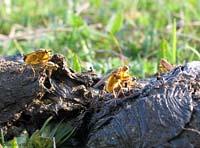Scathophaga stercoraria in accoppiamento