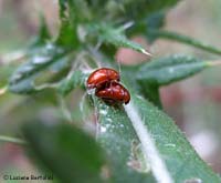 Sphaeroderma sp. in accoppiamento