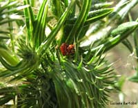 Sphaeroderma sp. il coleottero arancione