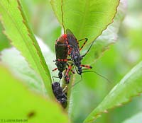 Sphedanolestes cingulatus