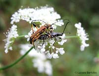 cerambycidae stenopterus sp.