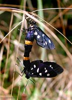 Syntomis phegea accoppiamento Syntomis phegea accoppiamento