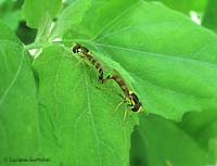 Syrphidae accoppiamento Syrphidae accoppiamento