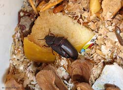 Tenebrio molitor in accoppiamento