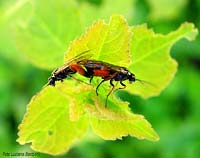 imenotteri Tenthredinidae sp.