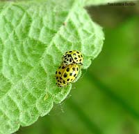 Coccinelle gialle