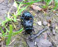 Timarcha tenebricosa
