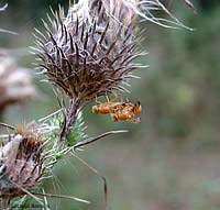 Tephritidae sp. in amore Tephritidae sp. in amore