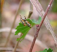 Urophora stylata in accoppiamento