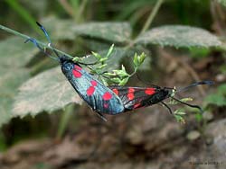 falena zygaena in accoppiamento falena zygaena in accoppiamento