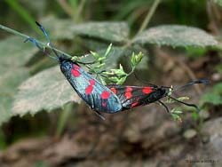 falena zygaena in accoppiamento