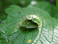 Cassida in accoppiamento