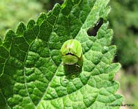 Cassida viridis