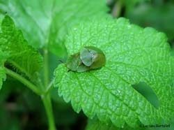 Cassida viridis