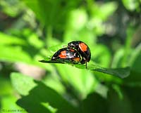 Coccinelle Adalia bipunctata in accoppiamento