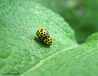 Coccinelle gialle Thea vigintiduopunctata