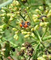 Coccinella Hippodamia variegata