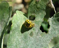 coccinelle gialle