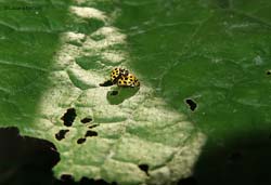 Thea vigintiduopunctata in accoppiamento