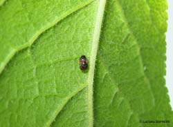 coccinellide in accoppiamento