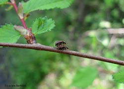 coleotteri in accoppiamento