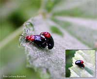 Crepidodera sp. il coleottero bicolore