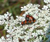 coleottero Coptocephala sp.