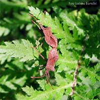 coleottero Coreus marginatus