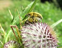 curculionidi in accoppiamento