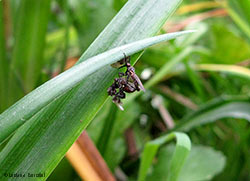 Mosche equilibriste Empididae sp. Mosche equilibriste Empididae sp.