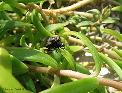 Mosche comuni in accoppiamento Mosche comuni in accoppiamento