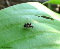 Famiglia Sepsidae sp. Famiglia Sepsidae sp.