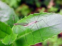 dittero trichocera sp dittero trichocera sp