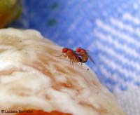 Accoppiamento di Drosophila melanogaster Accoppiamento di Drosophila melanogaster