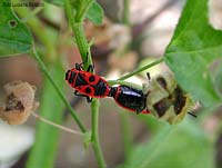 Pyrrhocoris apterus