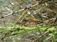 Dolycoris sp.