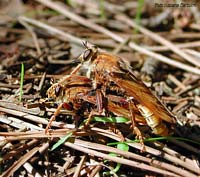 Asilus crabroniformis Asilus crabroniformis