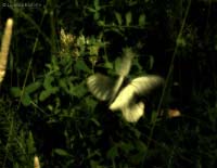 Aporia crataegi volo nuziale Aporia crataegi volo nuziale
