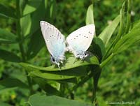 farfalle glaucopsyche