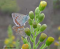 farfalle lycaenidae in accoppiamento