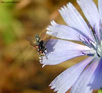 Dittero myopa sp. Dittero myopa sp.