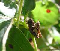 ortotteri in accoppiamento