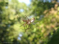 Zygiella x-notata maschio e femmina in accoppiamento