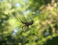 Ragno Zygiella maschio e femmina