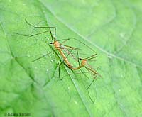 tipule chiare