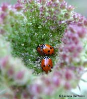 coccinelle osè